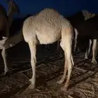 قعود قصب شمال عفيف