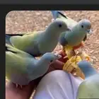 مطلوب حمام الفاكهه