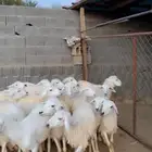 ارخال