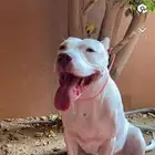 كلاب بيتبول للبيع مستوى رائع