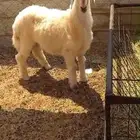 طلي ذبيحة ((تم البيع ))
