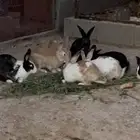 ذكور ارانب شرط الصحه العدد16 حبه