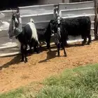 للبيع عنزين متابيع كل وحده حدرها جفره