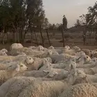 للبيع غنم طيبه