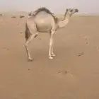 ابل