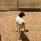 برابر مرابي جذعان