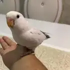 روز أزرق أليف جدا هدد صحه و نظافه شرط