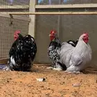 ديوك كوشن
