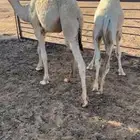 قعدان العدد 3 الموقع الصداوي