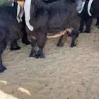 للبيع جذع عارض كفففو