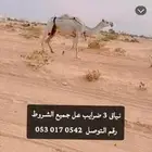 نياق 3 ضرايب عل جميع الشروط