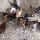 دجاج