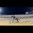 فرس قفز حواجز