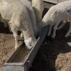 بهم حري تربيه ربط