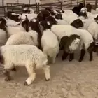 بهم نعيم يضحي