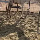 قعود كفو سمين لي يبي يذبح ولا ملحمة
