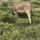 بقر