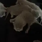 قطط صغيره للتبني