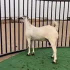 عنز بيشيه