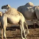 قعود 6 شهور للبيع