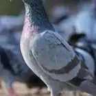 حمام ابيار علف للصقور