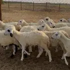 رخال مهجن حري