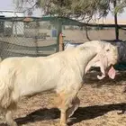 تيس مصري اجم شرط القريع