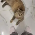 قطوه للبيع على السوم