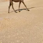 بكره صفرا