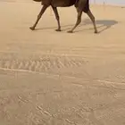 عشرا سلم العذاريب