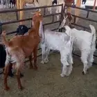 تيوس