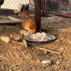 دجاج مع طيورها