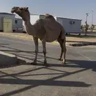 للبيع لقحه كفو لها تقريبا 9 شهور