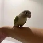 كنيور اناناس