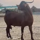 فحل ادهم