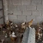 دجاج بلدي بشاير