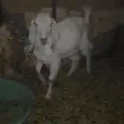 تيس للبيع.
