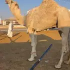 للبيع البعير الرماني الاوضح