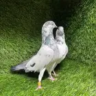 حمام باكستاني علي ولا