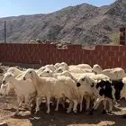 ضان حريات دفيع