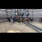 دجاج فيومي ذهبي