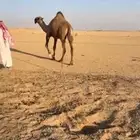فحل اصفر قريني