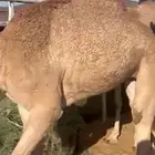 قعدان للبيع