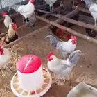 ديك بلدي حجم كبير علف مرام