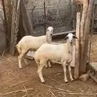 كباشة للبيع
