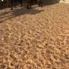 تيوس مخاصي وجفار فاخره