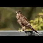 الي عنده شبوط للبيع يجي خاص