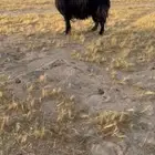 عنزعرضيه