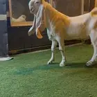 تيس هجين طيب