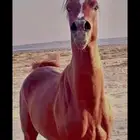 حصان شعبي شيخ الموقع املج. السعر قابل ل التفاوض